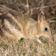 Eastern barred bandicoot (Perameles gundii), a threatened marsupial being consumed by non-native predators